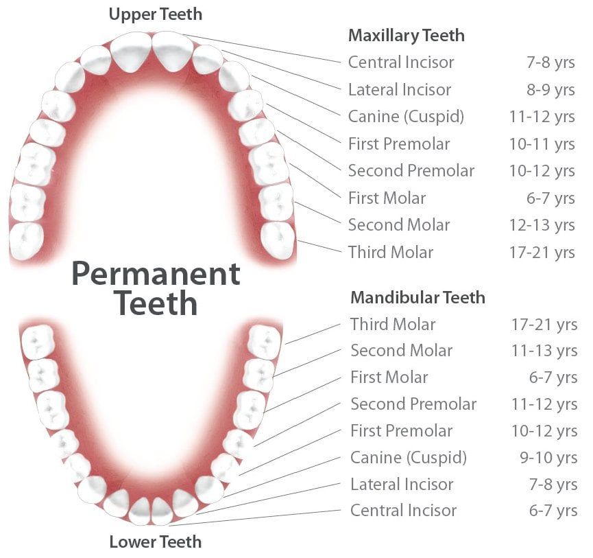Permanent Teeth Anatomy Permanent Teeth Anatomy